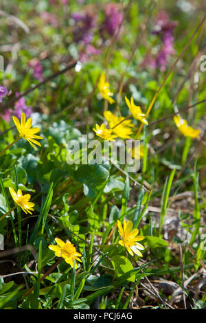 Nahaufnahme der Sumpfdotterblume als Caltha palustris in Gelb wächst auf nassen Wald im Frühling bekannt. Stockfoto