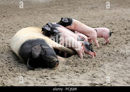 Hausschwein, erwachsene Weibchen mit Jungen säugen, Heidelberg, Deutschland, Europa, (Sus scrofa domesticus) Stockfoto