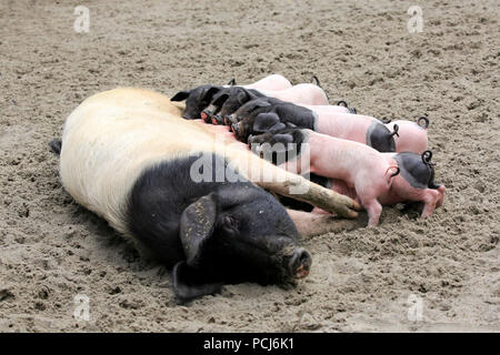 Hausschwein, erwachsene Weibchen mit Jungen säugen, Heidelberg, Deutschland, Europa, (Sus scrofa domesticus) Stockfoto