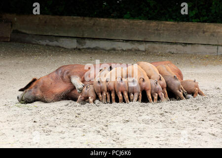 Hausschwein, erwachsene Weibchen mit Jungen säugen, Heidelberg, Deutschland, Europa, (Sus scrofa domesticus) Stockfoto