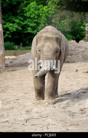 Indischer Elefant, Junge, Indien, Asien, (Elephas maximus indicus) Stockfoto