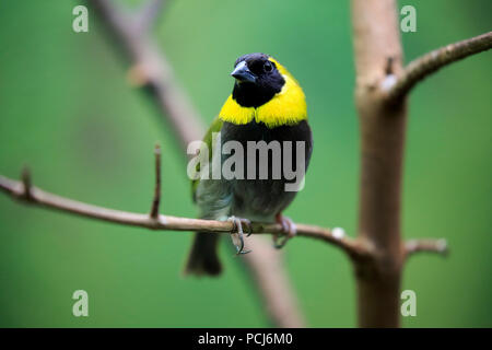 Kubanische Grassquit, erwachsenen Mann, der Karibik, Südamerika, (Tiaris canora) Stockfoto