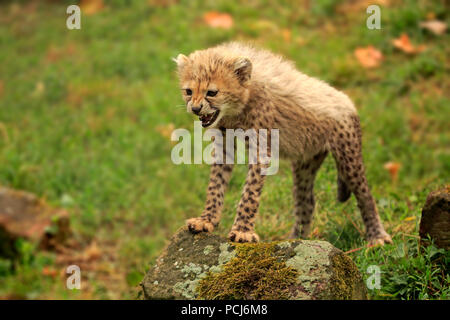 Sudan Gepard, junge knurrenden, zehn Wochen, Afrika, Afrika, (Acinonyx jubatus soemmeringii) Stockfoto