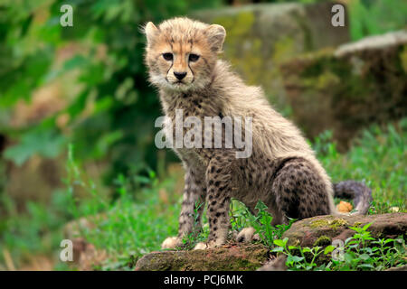 Sudan Gepard, Jung, zehn Wochen, Afrika, Afrika, (Acinonyx jubatus soemmeringii) Stockfoto