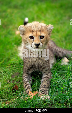 Sudan Gepard, Jung, zehn Wochen, Afrika, Afrika, (Acinonyx jubatus soemmeringii) Stockfoto