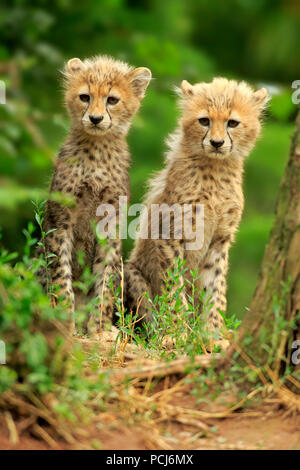 Sudan Gepard, junge Geschwister, zehn Wochen, Afrika, Afrika, (Acinonyx jubatus soemmeringii) Stockfoto