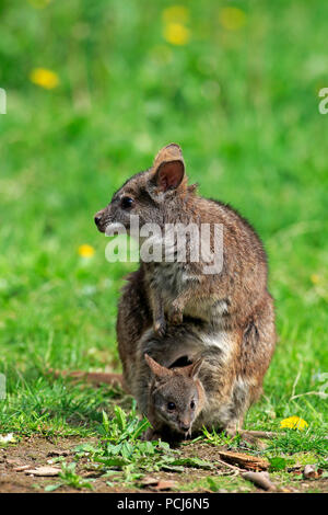 Parma Wallaby, weiblich mit Joey, Australien, (Macropus parma) Stockfoto