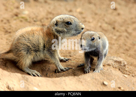 Schwarz Tailed Prairie Dog, zwei Youngs im den, Nordamerika, (Cynomys ludovicianus) Stockfoto