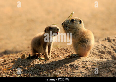 Schwarz Tailed Prairie Dog, zwei youngs Fütterung, Nordamerika, (Cynomys ludovicianus) Stockfoto