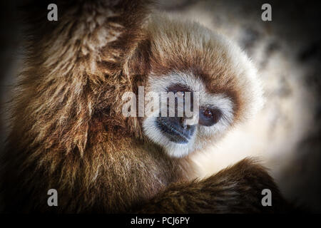 Monkey, Weiß konfrontiert, Zoo, Zoo, Tier, Dschungel, Fauna, Zoo, Tier, Tropical, Primas, Reisen, Tiere Stockfoto