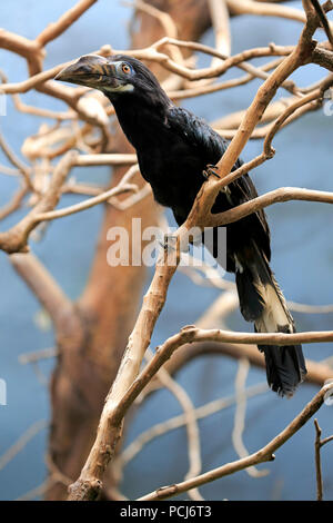 Visayan Tarictic Hornbill, erwachsene Frau, Asien, (Penelopides panini Panini) Stockfoto