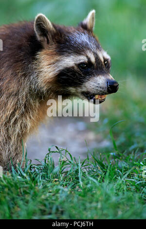 Nordamerikanische Waschbär, Deutschland, Europa, (Procyon Lotor) Stockfoto