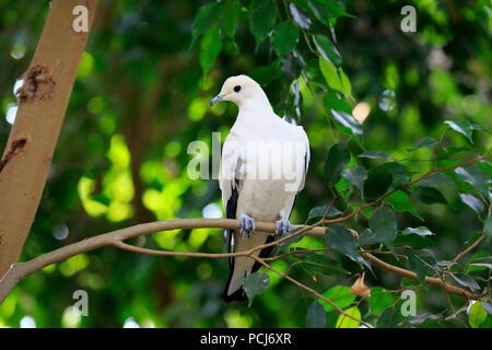 Torres Strait Imperial - Taube, Erwachsenen auf dem Baum, Australien, (Ducula bicolor) Stockfoto