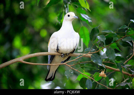 Torres Strait Imperial - Taube, Erwachsenen auf dem Baum, Australien, (Ducula bicolor) Stockfoto