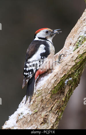 Mittelspecht, Nahrungssuche, Harz, Deutschland, (Dendrocopos medius) Stockfoto