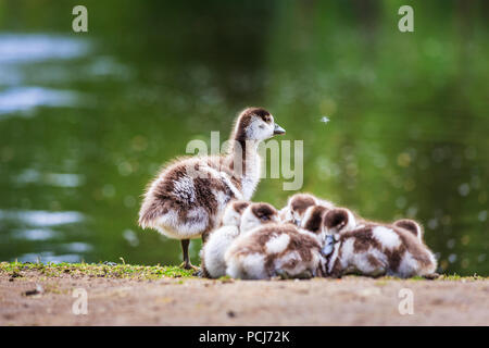 Süße flauschige Küken, Nilgans Alopochen aegyptiaca, eine Familie von gänschen kuscheln zusammen bei Isabella Plantation, Richmond Park, London, UK Stockfoto