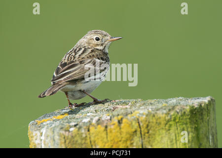 Wiesenpieper, NSG Ochsenmoor, Duemmer, bei Diepholz, Niedersachsen, Deutschland, (Anthus pratensis) Stockfoto