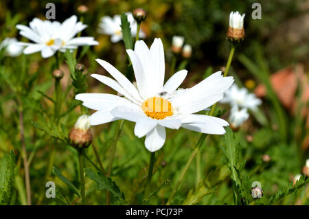 In der Nähe von einem wunderschönen weißen Daisy, Makro, Natur Stockfoto