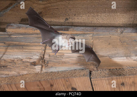 Die Kleine Hufeisennase, Thüringen, Deutschland, (Rhinolophus hipposideros) Stockfoto