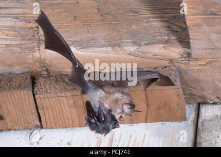 Die Kleine Hufeisennase, mit Jungtier unter dem Bauch, Thüringen, Deutschland, (Rhinolophus hipposideros) Stockfoto