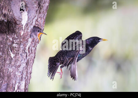 Stern, im Abflug von Bruthoehle in Obstbaum, NRW, Deutschland, (Sturnus vulgaris) Stockfoto