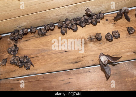 Wochenstube, Kleine Hufeisennase, Jungtiere, Thüringen, Brandenburg, Deutschland, (Rhinolophus hipposideros) Stockfoto