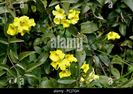 Close-up von gelben Blumen, gemeinsame Sauerklee Oxalis Naiandinus Stockfoto