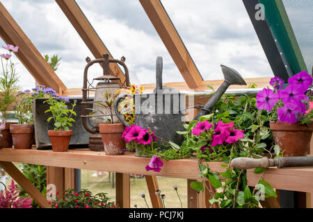 Blumenschau mit den Blumentöpfen und eine alte Gießkanne in einem Gewächshaus eine Blume zeigen. Großbritannien Stockfoto