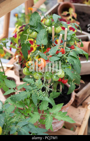 blumenerde f�r tomaten im topf