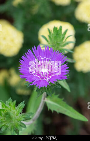 Stokesia laevis 'Honeysong purple'. Skokes Aster Blume Stockfoto