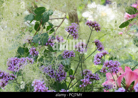 Verbena bonariensis und Cotinus coggygria 'Young Lady' auf einer Show Garten an der RHS Tatton Park Flower Show 2018, Cheshire, Großbritannien Stockfoto