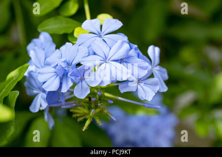 Nahaufnahme von Plumbago Auriculata/Kap Ledwort Blüte in einem Englischen Garten Stockfoto