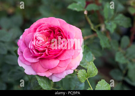 Nahaufnahme einer rosa Rose - Rosa Prinzessin Alexandra von Kent - David Austin Roses, UK Stockfoto