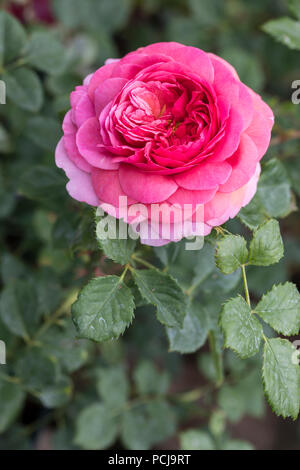 Nahaufnahme einer rosa Rose namens Rosa Prinzessin Alexandra von Kent - David Austin Roses, UK Stockfoto