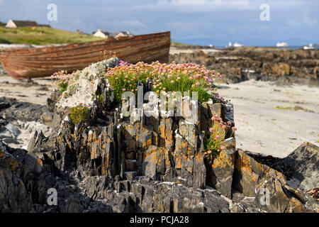 Meer Sparsamkeit und Flechten auf Felsen Felsen am Strand der Insel Iona mit Strände Yacht in Baile Mor Schottland Großbritannien Stockfoto