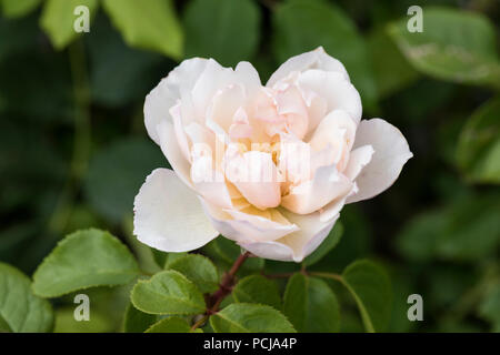 Nahaufnahme von David Austin Rose - der großzügige Gärtner und die englische Kletterrose, England, Großbritannien Stockfoto