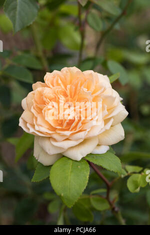 Nahaufnahme von Lady of Shalott Rose an Orange English Shrub Rose aus David Austin Roses, England, Großbritannien Stockfoto