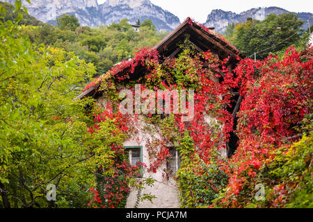 Virginia Creeper im Herbst, Parthenocissus Subtomentosa, altes Haus in Südtirol, Italien Stockfoto