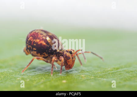 Kugelförmige Springtail (Dicyrtomina saundersi) Kriechen auf Blatt. Tipperary, Irland Stockfoto