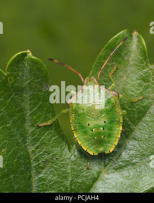 Weißdorn Shieldbug Mitte instar Nymphe (Acanthosoma haemorrhoidale) in Ruhe auf Weißdorn-Blätter. Tipperary, Irland Stockfoto