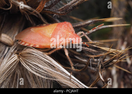 Neu entstandenen Haarig (Dolycoris baccarum Shieldbug) sitzen auf Thistle seed Kopf. Tipperary, Irland Stockfoto