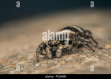 Zebra Jumping Spider (Salticus scenicus) auf Rock im Garten. Tipperary, Irland Stockfoto