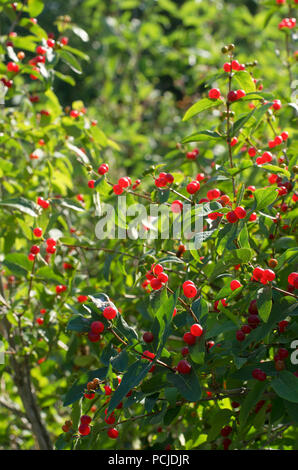 Grüner strauch Geißblatt mit viel hellem Rot reife Beeren vertikale Ausrichtung Stockfoto