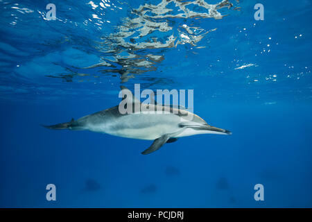 Paar Spinner Delfine (Stenella longirostris) Schwimmen im blauen Wasser von der Oberfläche spiegelt Stockfoto