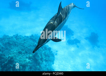 Spinner Delfine (Stenella longirostris) im blauen Wasser über Coral Reef schwimmen Stockfoto