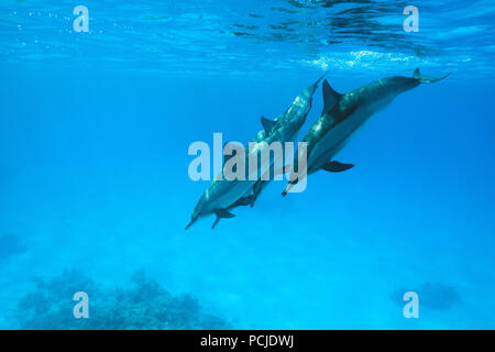Gruppe von Delfinen (Stenella longirostris) Tauchgänge zu tief Stockfoto