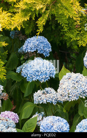 Blaue Hortensie Blume Köpfe ansonsten wie Hortensia bekannt Stockfoto
