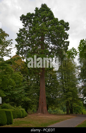 Sequoiadendron giganteum Baum auch bekannt als die riesigen Redwood Stockfoto