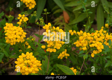 Calceolaria integrifolia auch als Bush slipperwort bekannt Stockfoto