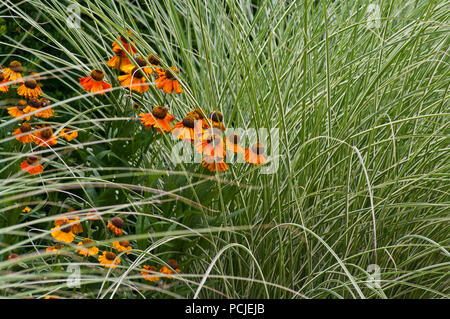 Orange Coneflowers Echinacea zwischen den Gräsern In einem Englischen Garten Grenze Stockfoto
